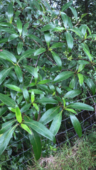 Coprosma ×cunninghamii