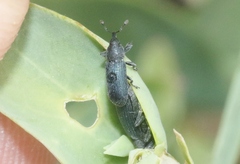 Mecinus janthiniformis