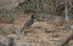 Trachyphonus darnaudii