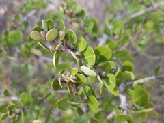 Rhamnus crocea