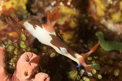 Nembrotha chamberlaini