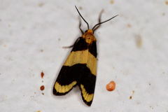 Eudesmia arida