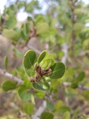 Rhamnus crocea