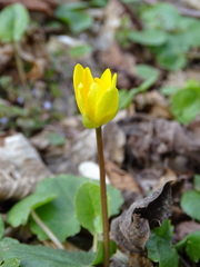 Ficaria verna