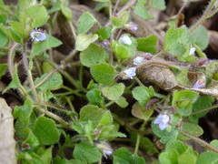 Veronica sublobata