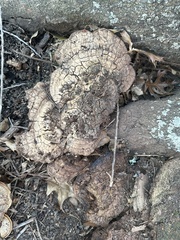 Pseudoinonotus dryadeus