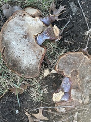 Pseudoinonotus dryadeus