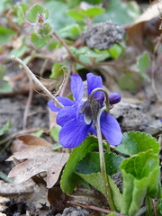 Viola odorata