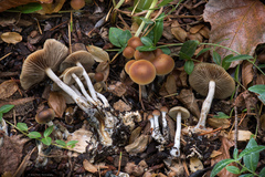 Psilocybe allenii