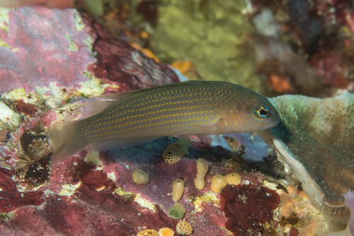 Pseudochromis flavopunctatus