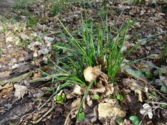 Ornithogalum