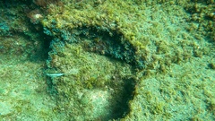 Canthigaster capistrata