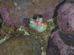 Cnemidocarpa stolonifera