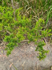 Leptospermum polygalifolium