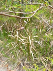 Leptospermum polygalifolium