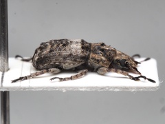 Anthribinae