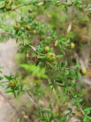 Leptospermum polygalifolium