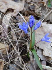 Scilla bifolia