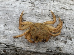 Telmessus cheiragonus