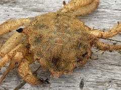 Telmessus cheiragonus