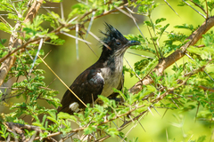 Clamator levaillantii