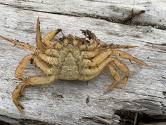 Telmessus cheiragonus