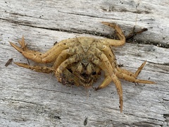 Telmessus cheiragonus