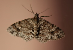Myrioblephara desumpta
