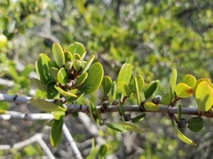 Rhamnus crocea
