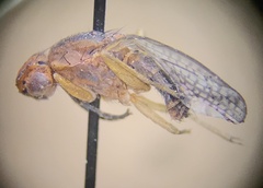Sciomyzidae