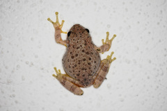 Hyla arenicolor