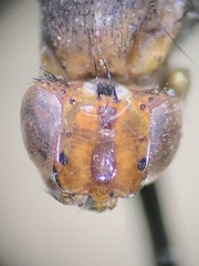 Sciomyzidae