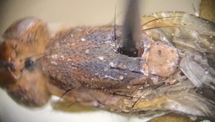 Sciomyzidae