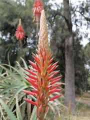 Aloe arborescens
