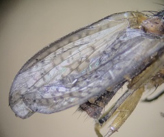 Sciomyzidae