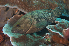 Epinephelus ongus