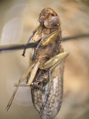 Sciomyzidae