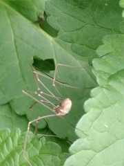 Phalangium opilio
