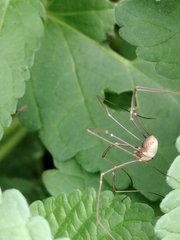 Phalangium opilio