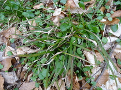 Carex sylvatica