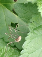 Phalangium opilio