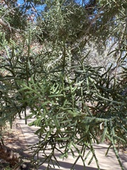 Cupressus arizonica