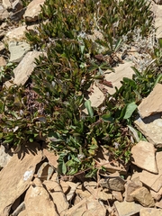 Dryas hookeriana