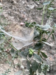 Rhopalomyia californica