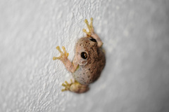 Hyla arenicolor
