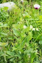 Papaver somniferum setigerum