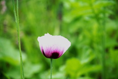 Papaver somniferum setigerum