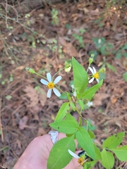 Bidens alba