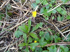 Ficaria verna