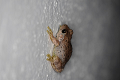 Hyla arenicolor